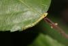 Thyatira batis